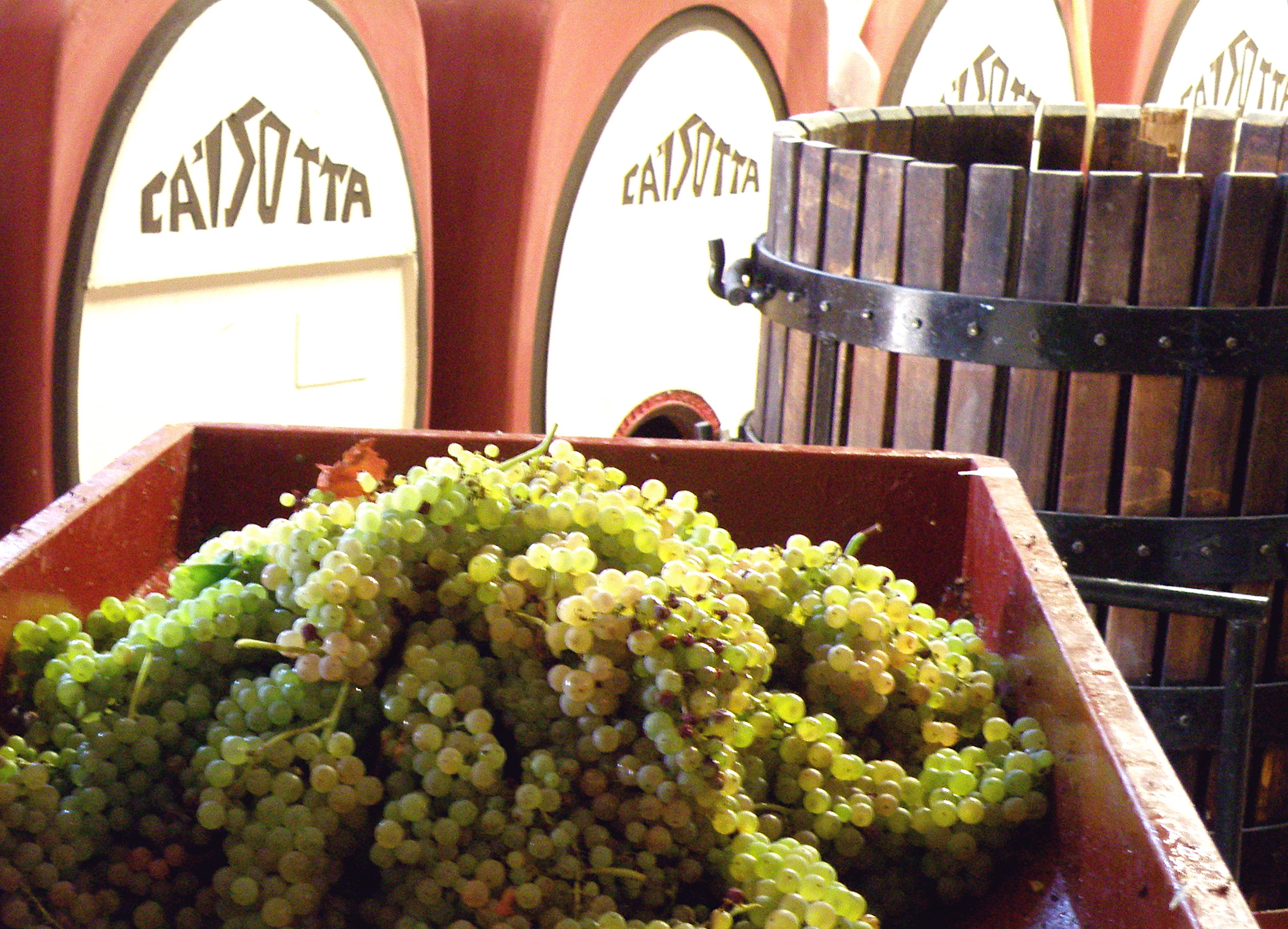 Agriturismo-Ca-Isotta-Cantina-uva