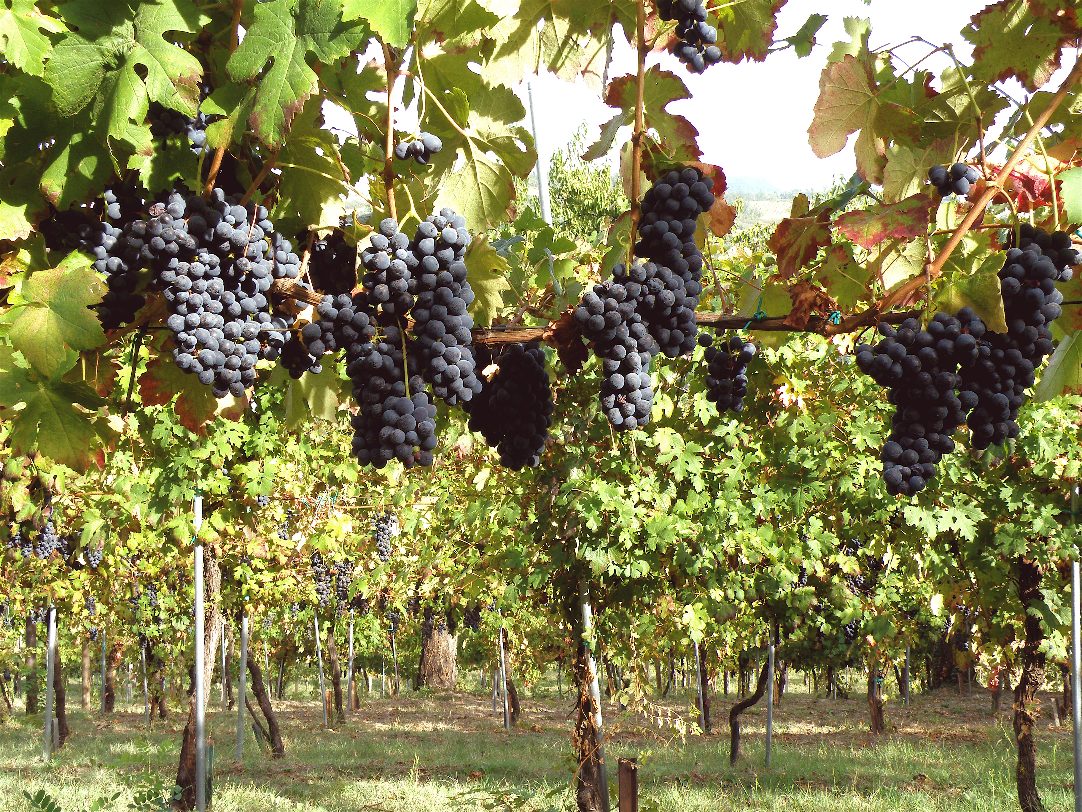Agriturismo-Ca-Isotta-vigneto1