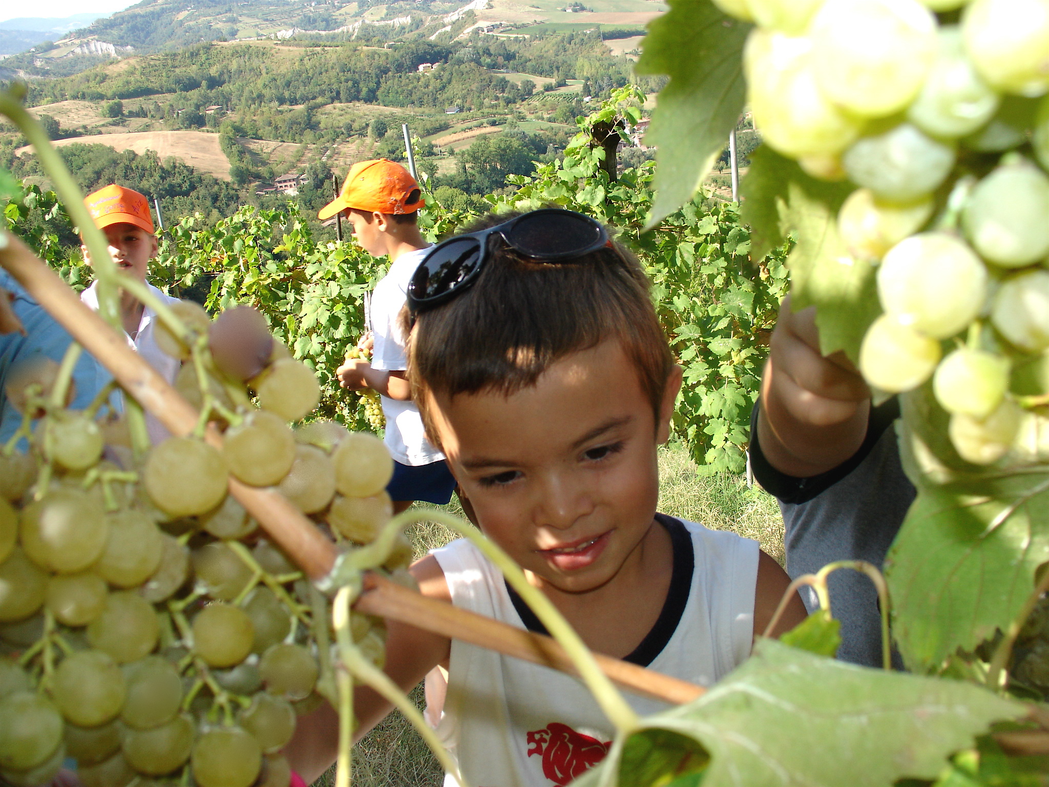 Settimane-Verdi-Ca-Isotta-vendemmia1