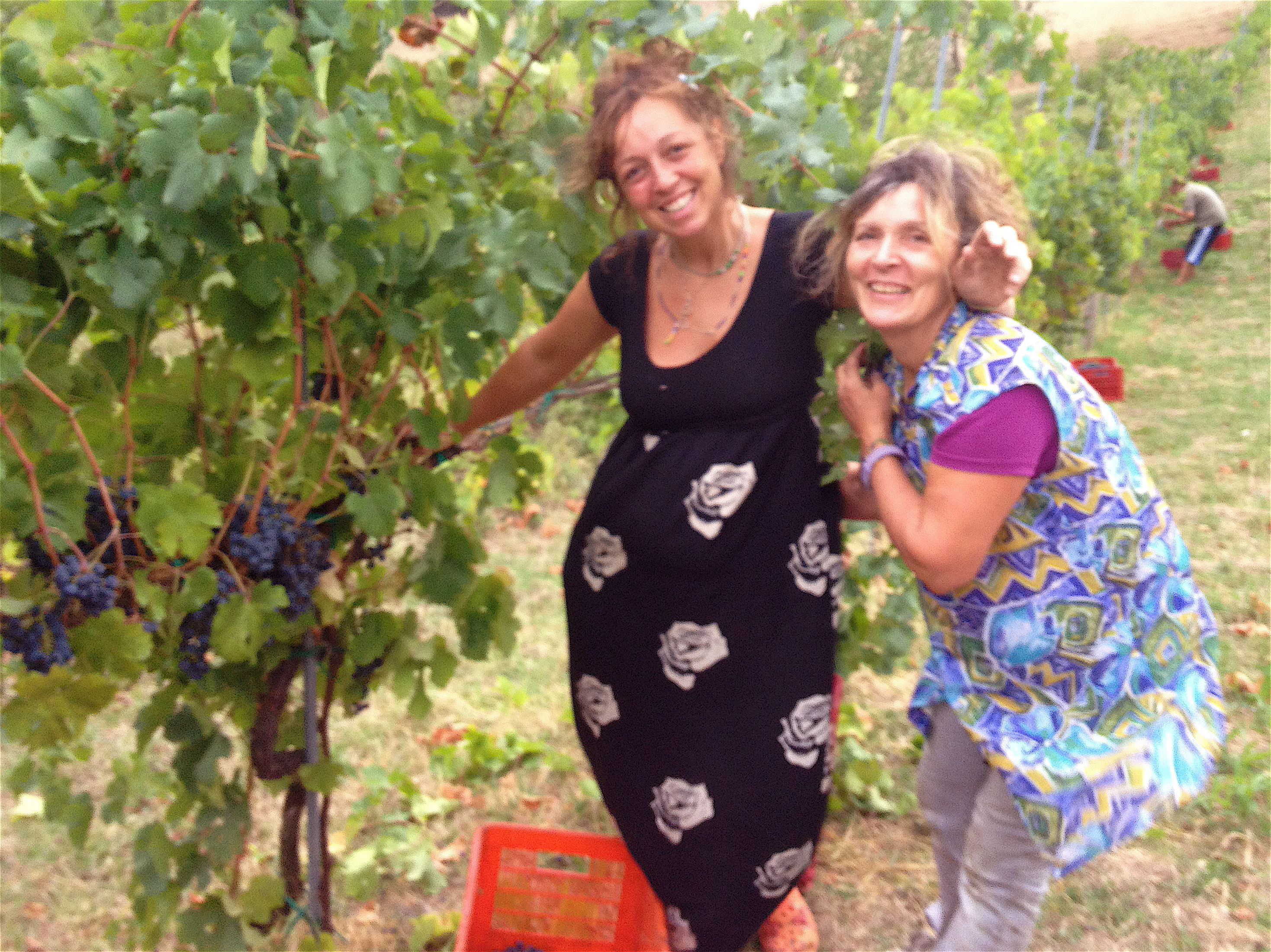 Agriturismo-Ca-Isotta-produzione-vini